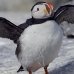 puffin_atlantic_msi_v_1512_can1133.jpg